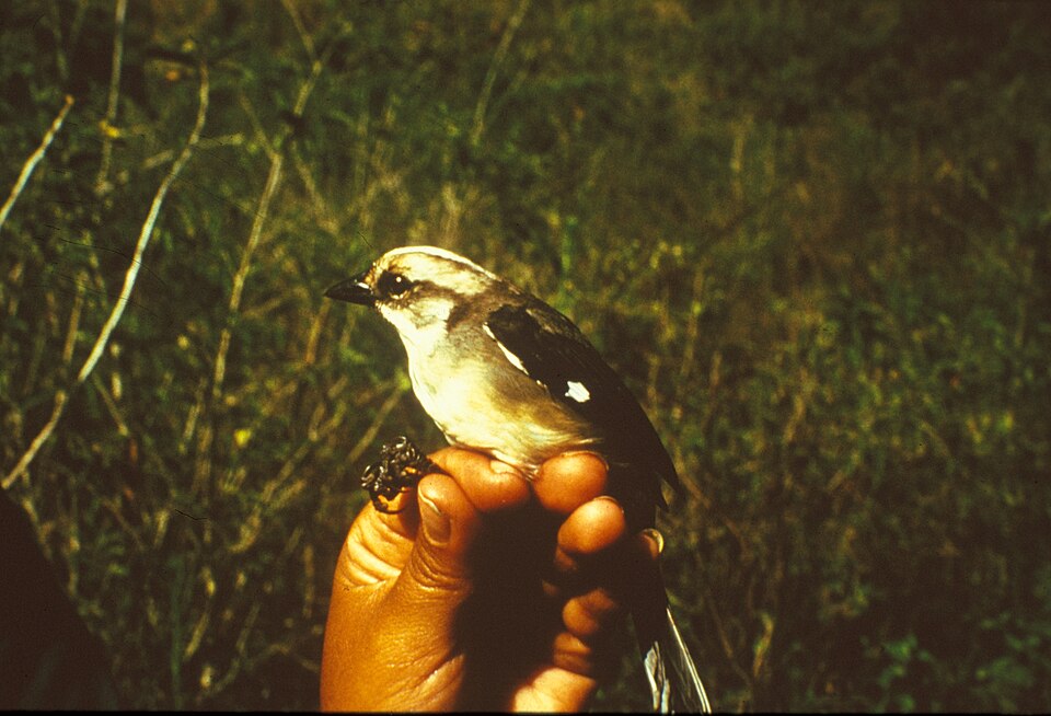Pale-headed Brushfinch