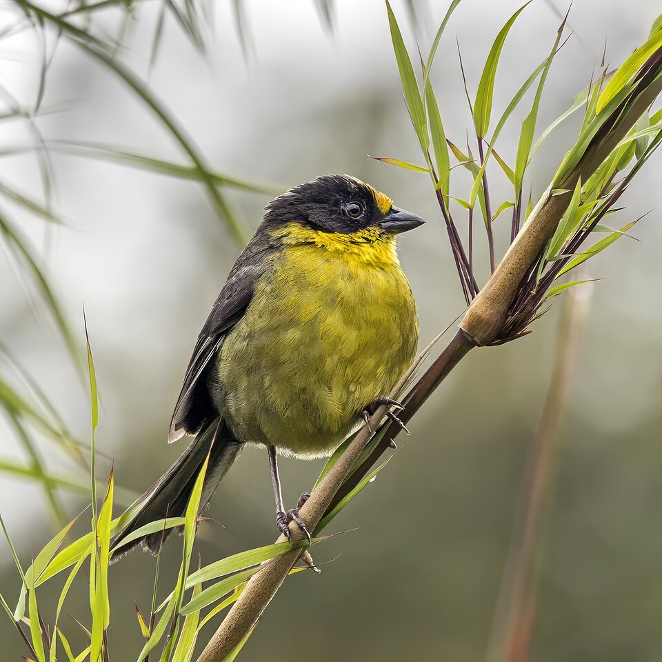 Pale-naped Brushfinch