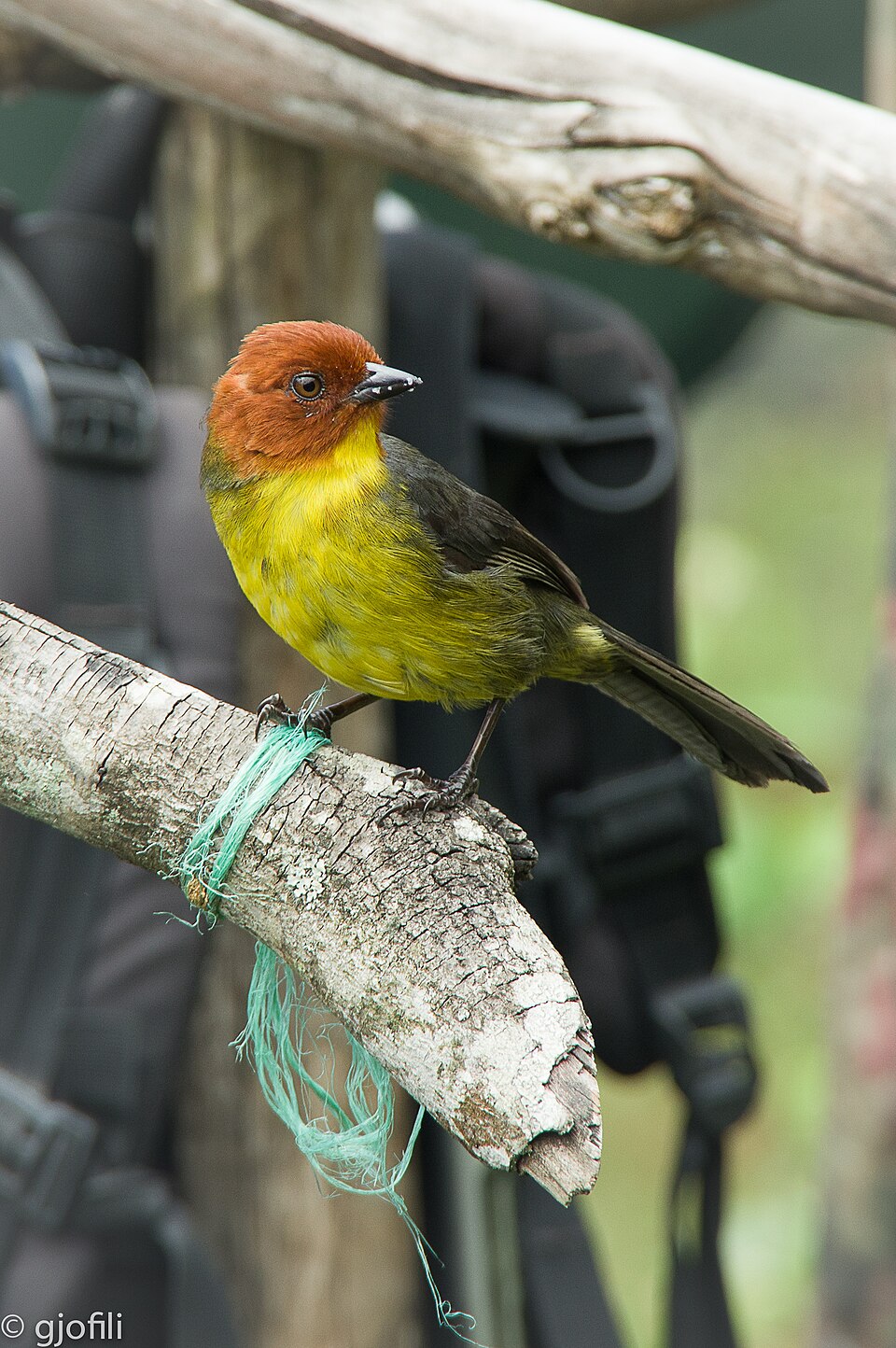 Tepui Brushfinch