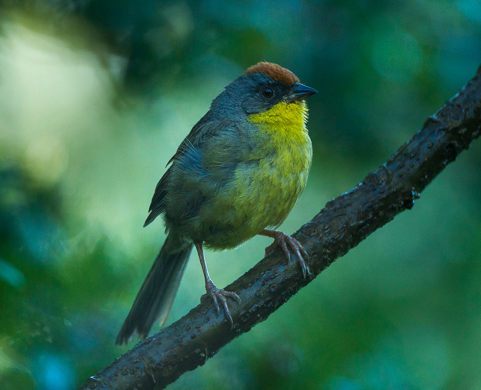 Rufous-capped Brushfinch