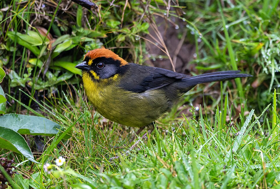 Bolivian Brushfinch