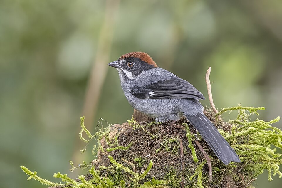 Slaty Brushfinch