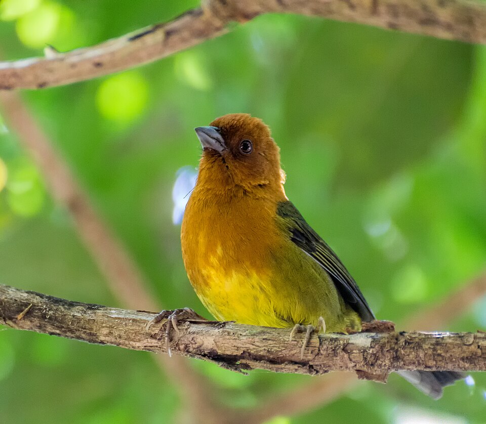 Ochre-breasted Brushfinch