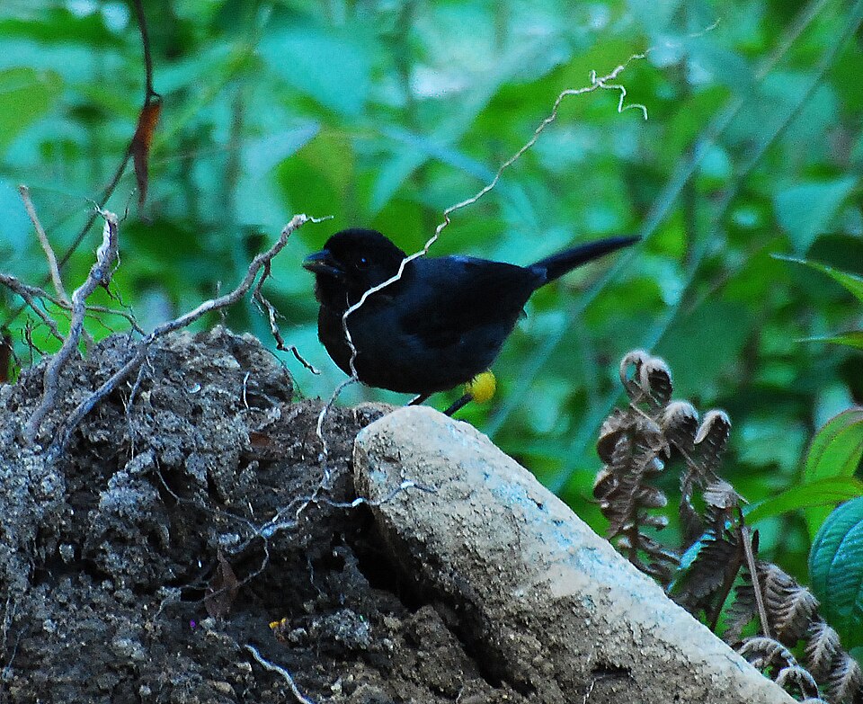 Yellow-thighed Brushfinch