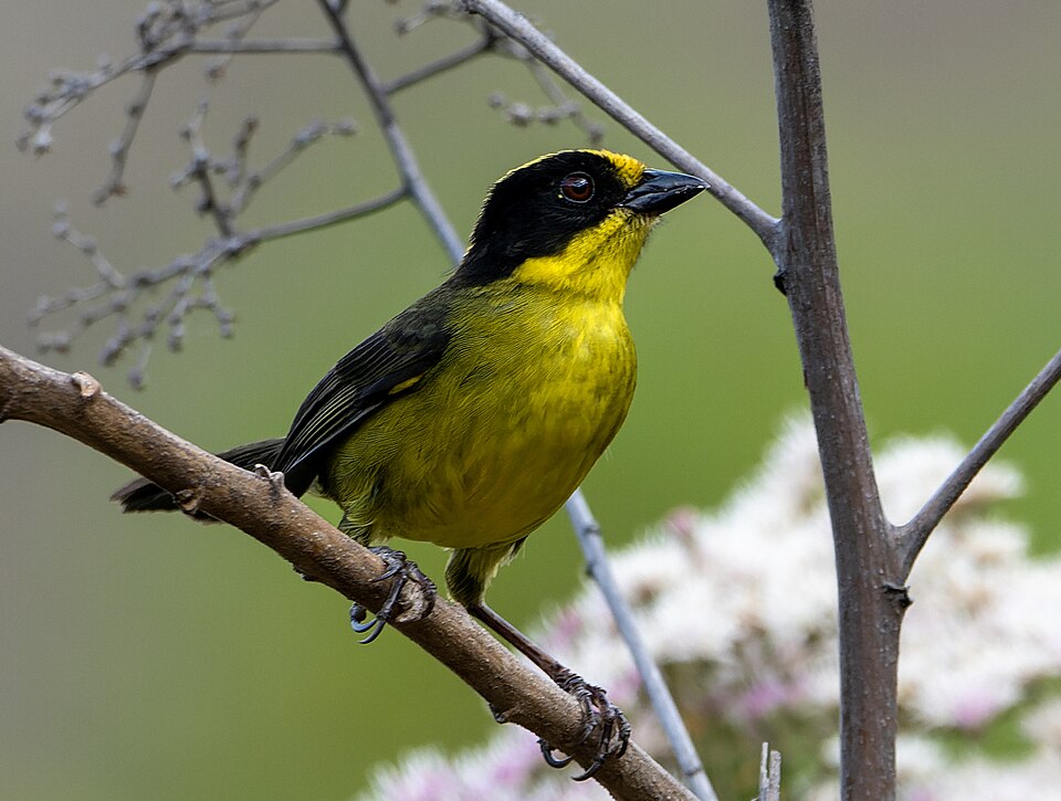 Tricolored Brushfinch