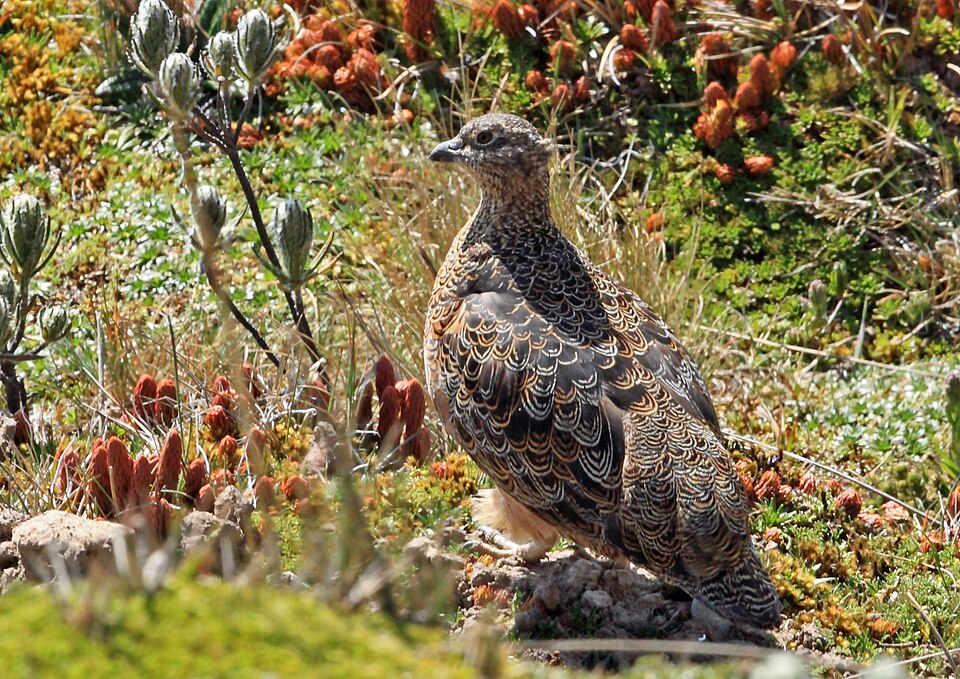 Rufous-bellied Seedsnipe