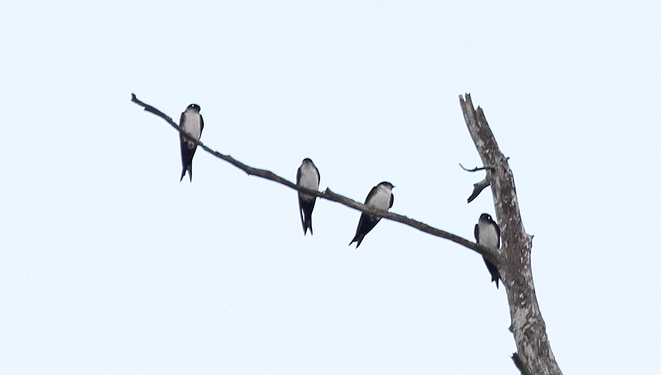 Black-capped Swallow
