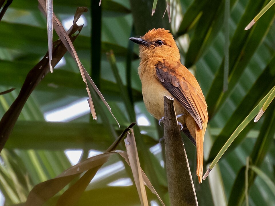 Cinnamon Attila