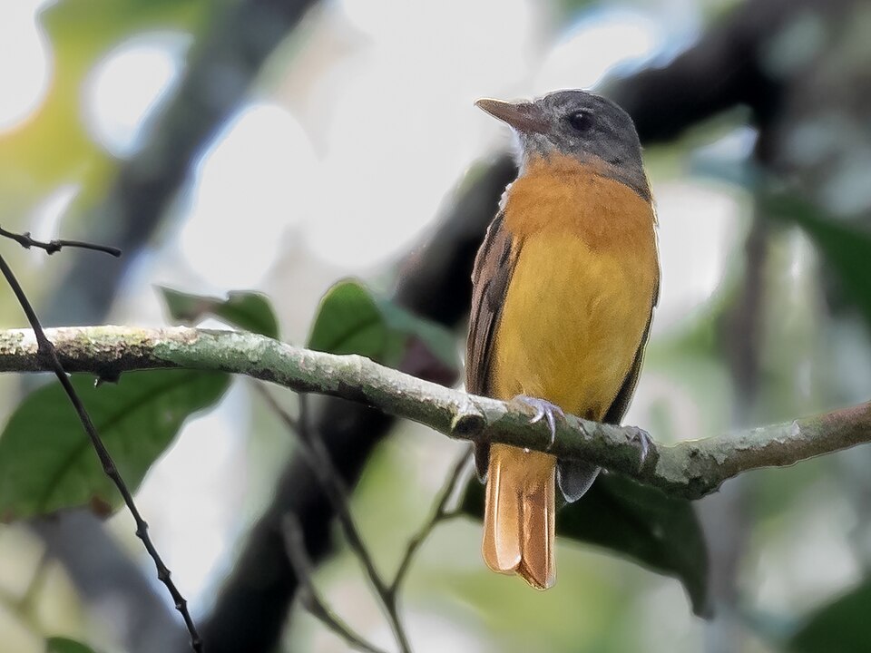 Citron-bellied Attila