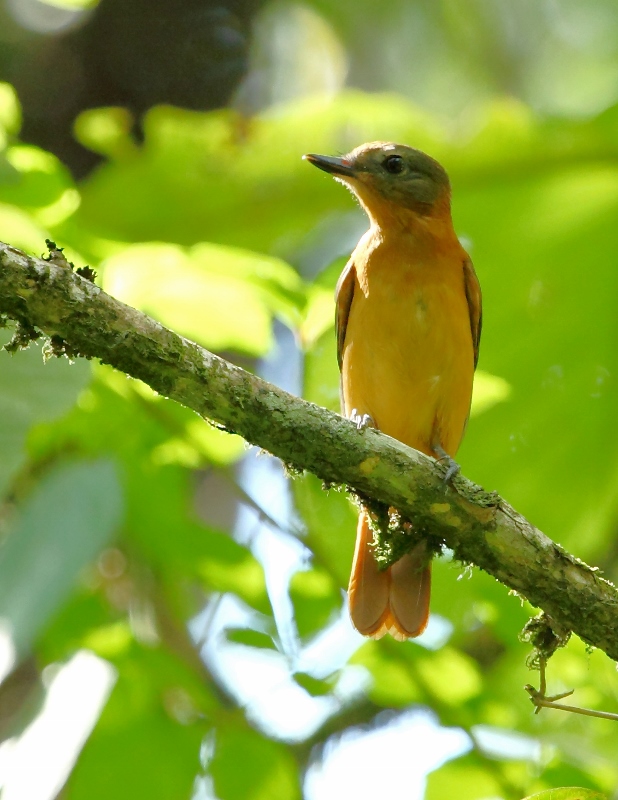 Rufous-tailed Attila