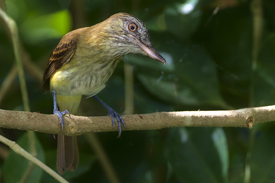 Bright-rumped Attila
