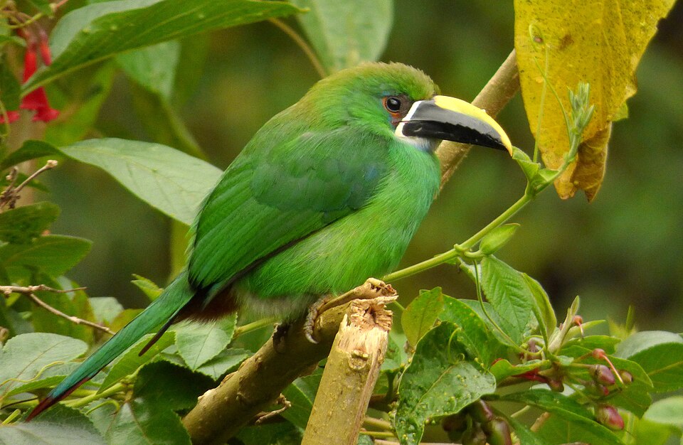 Black-throated Toucanet