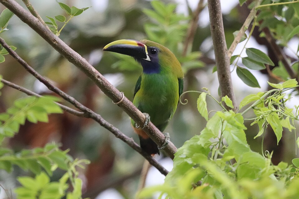 Blue-throated Toucanet
