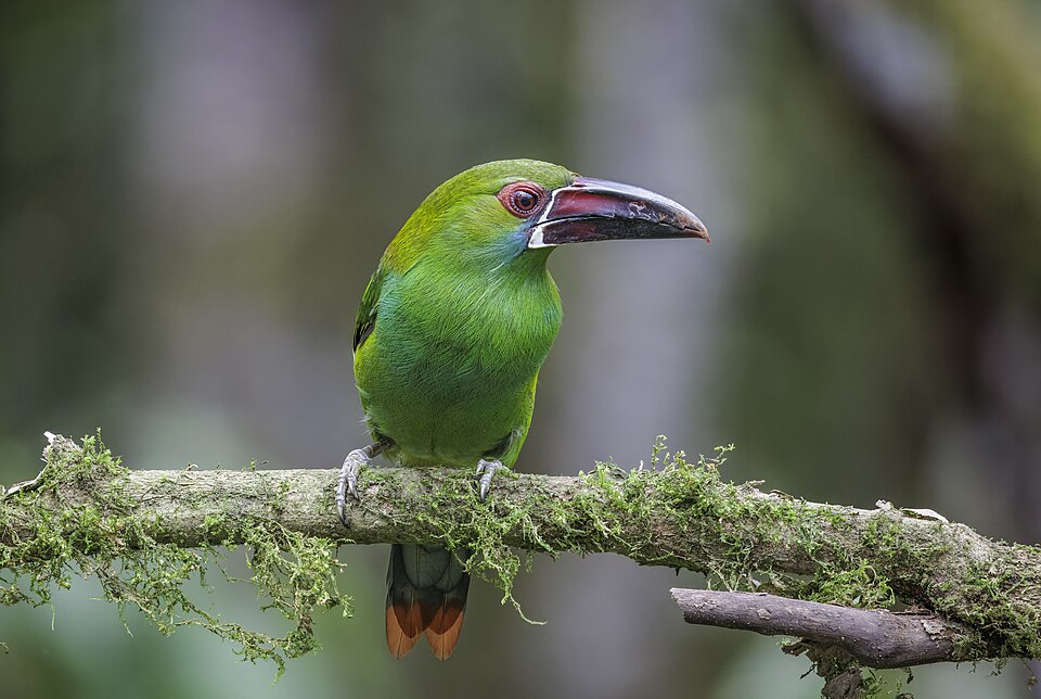 Crimson-rumped Toucanet