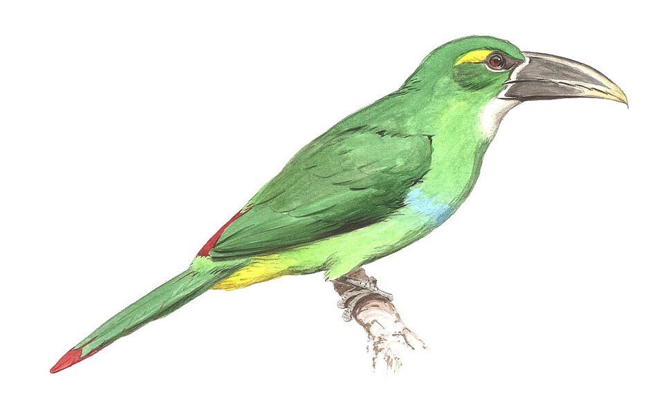 Yellow-browed Toucanet