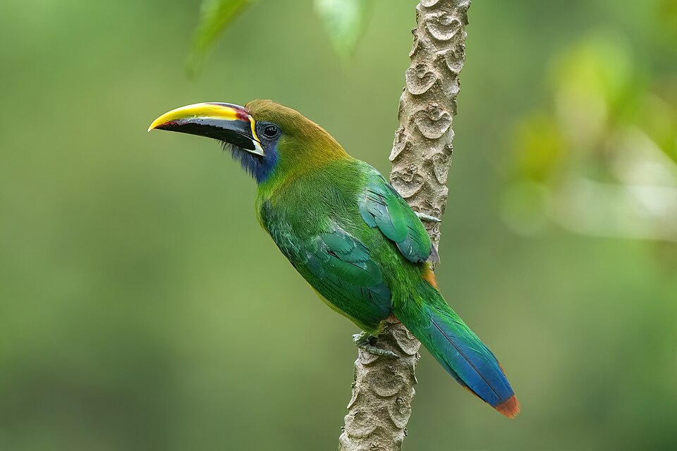 Wagler's Toucanet