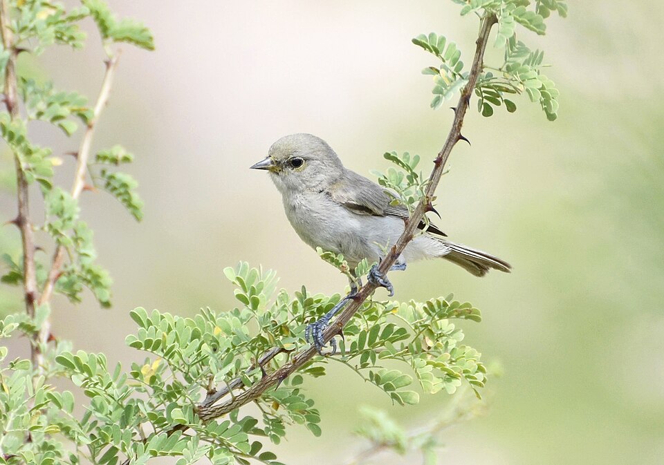 Verdin