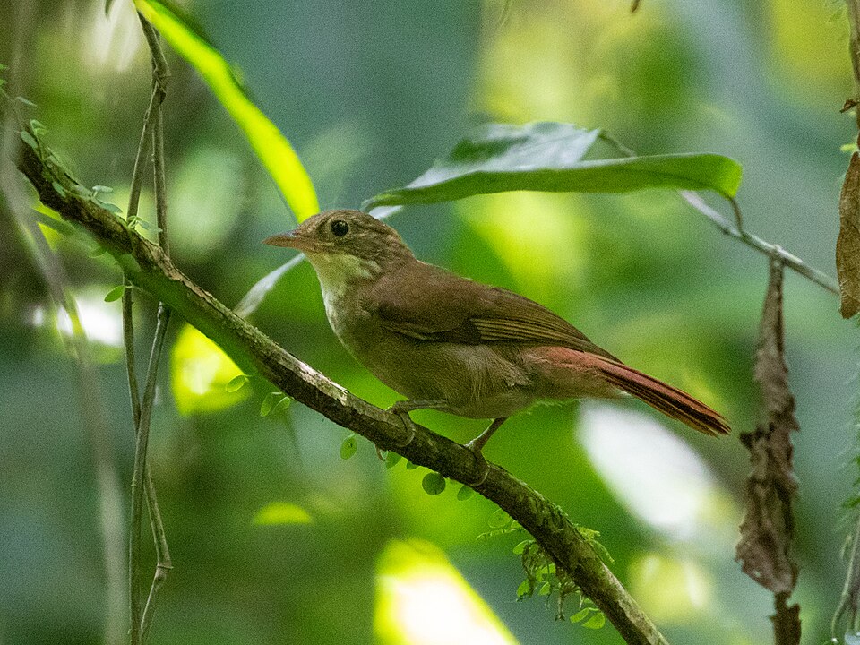 Olive-backed Foliage-gleaner