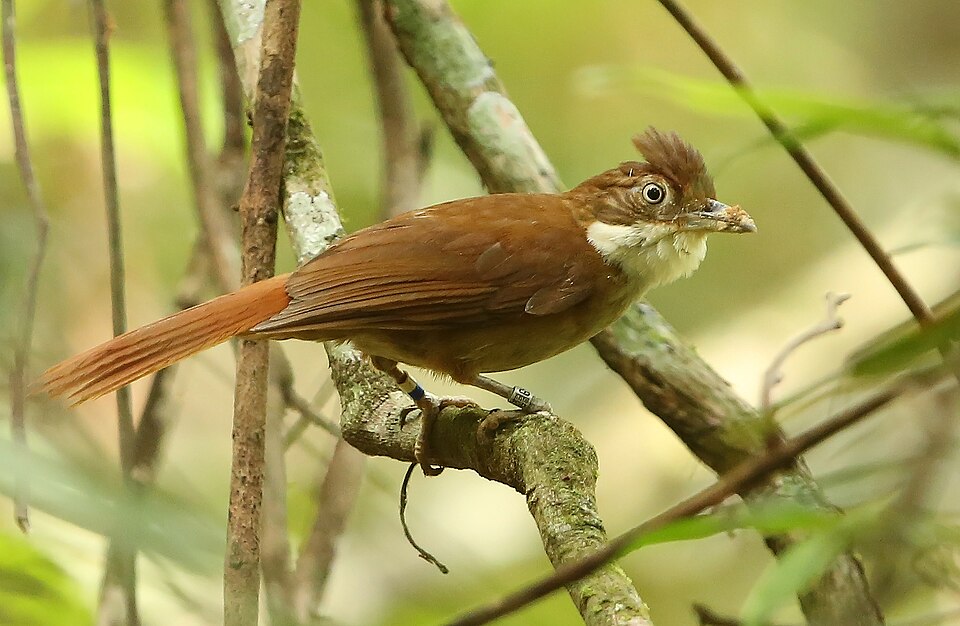 Pernambuco Foliage-gleaner