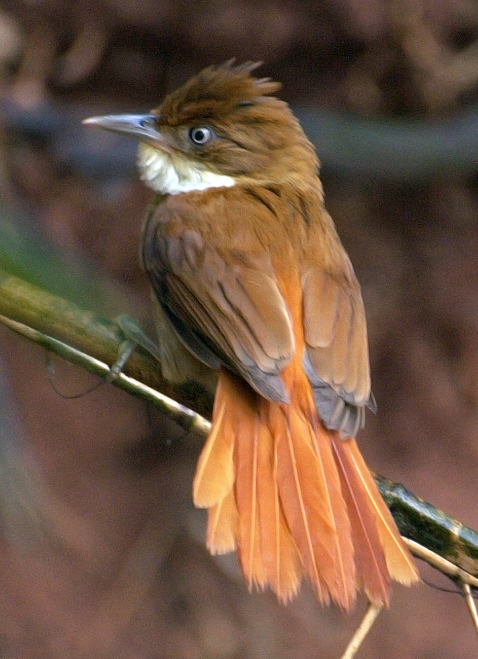 White-eyed Foliage-gleaner
