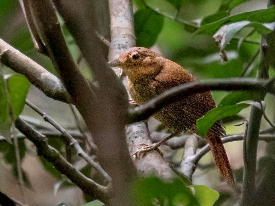Buff-throated Foliage-gleaner