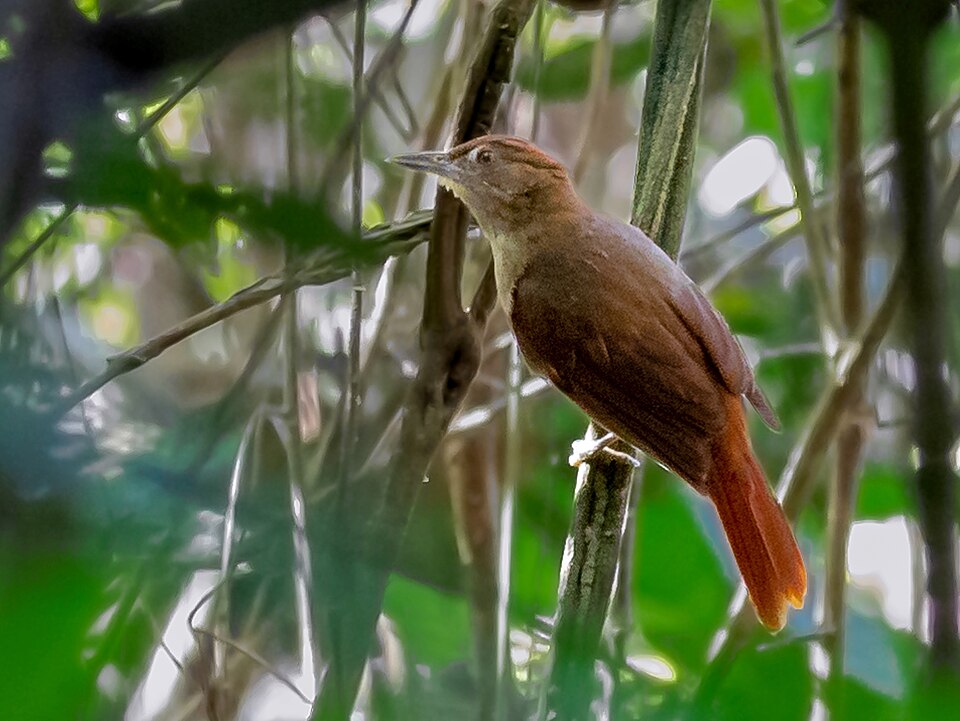 Chestnut-crowned Foliage-gleaner