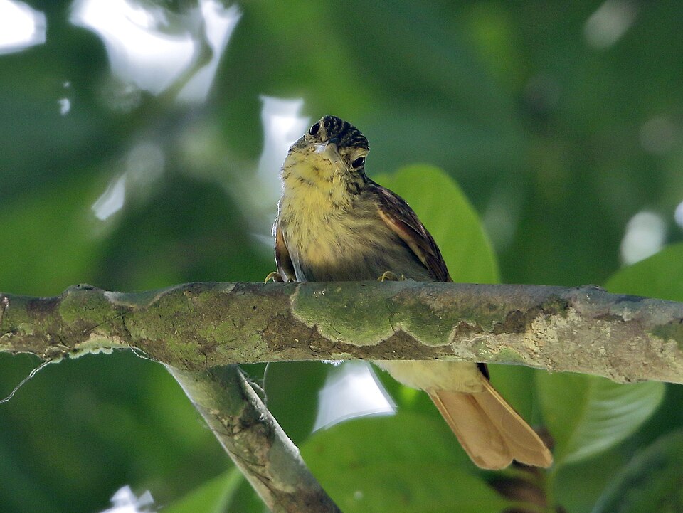 Eastern Woodhaunter