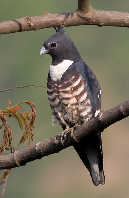Black Baza