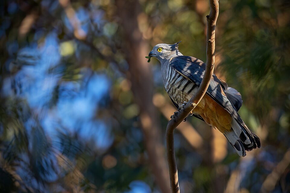 Pacific Baza