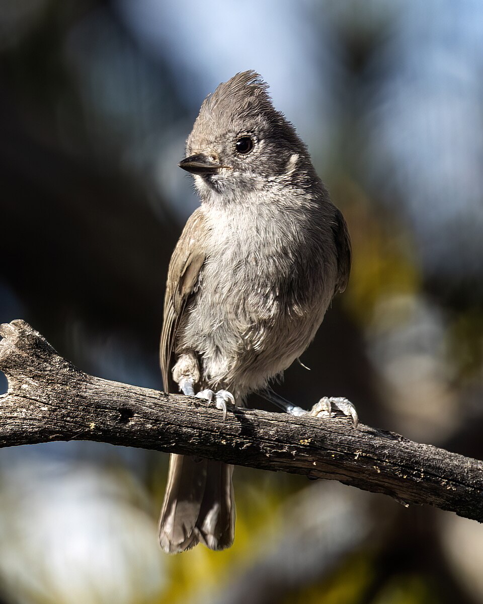Juniper Titmouse