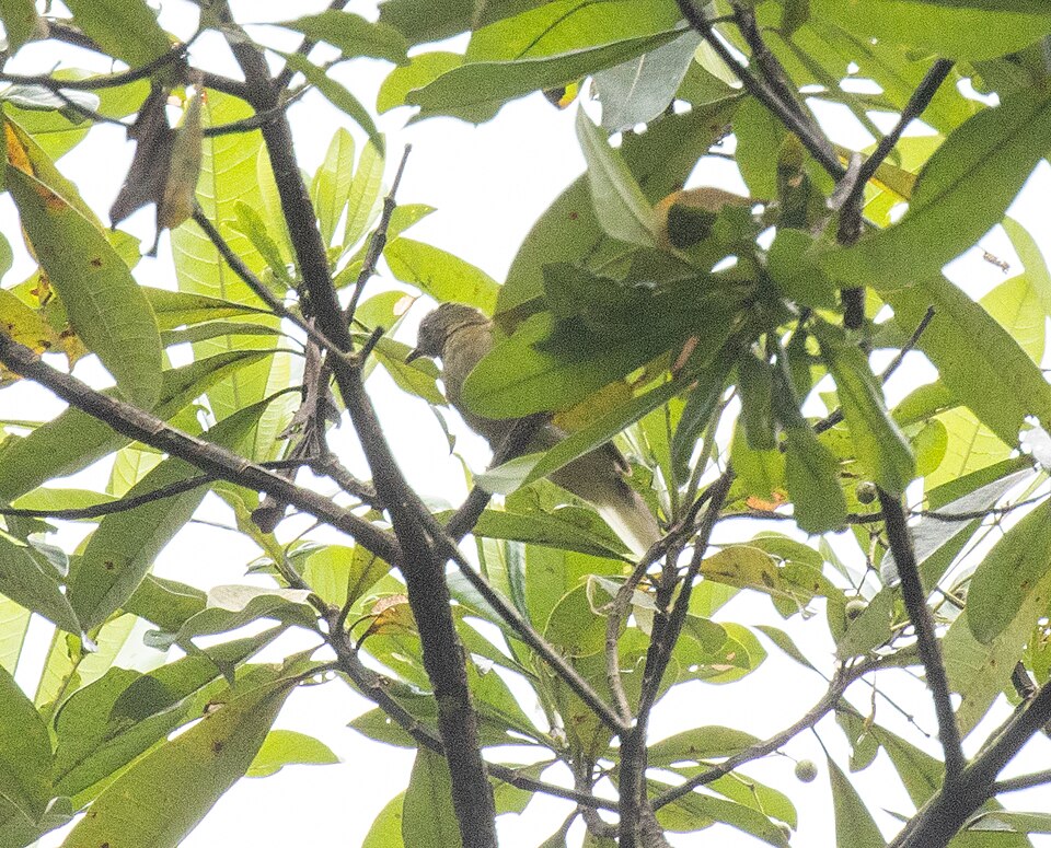 Sjöstedt's Greenbul