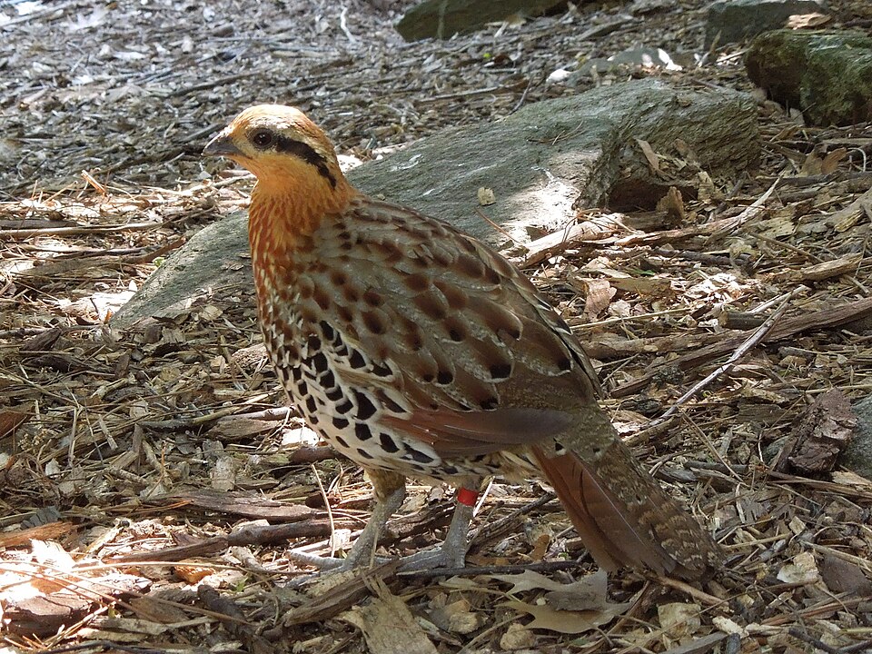 Mountain Bamboo Partridge