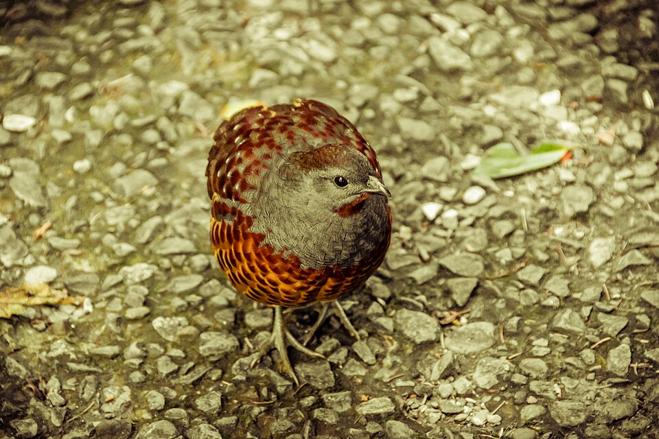 Taiwan Bamboo Partridge
