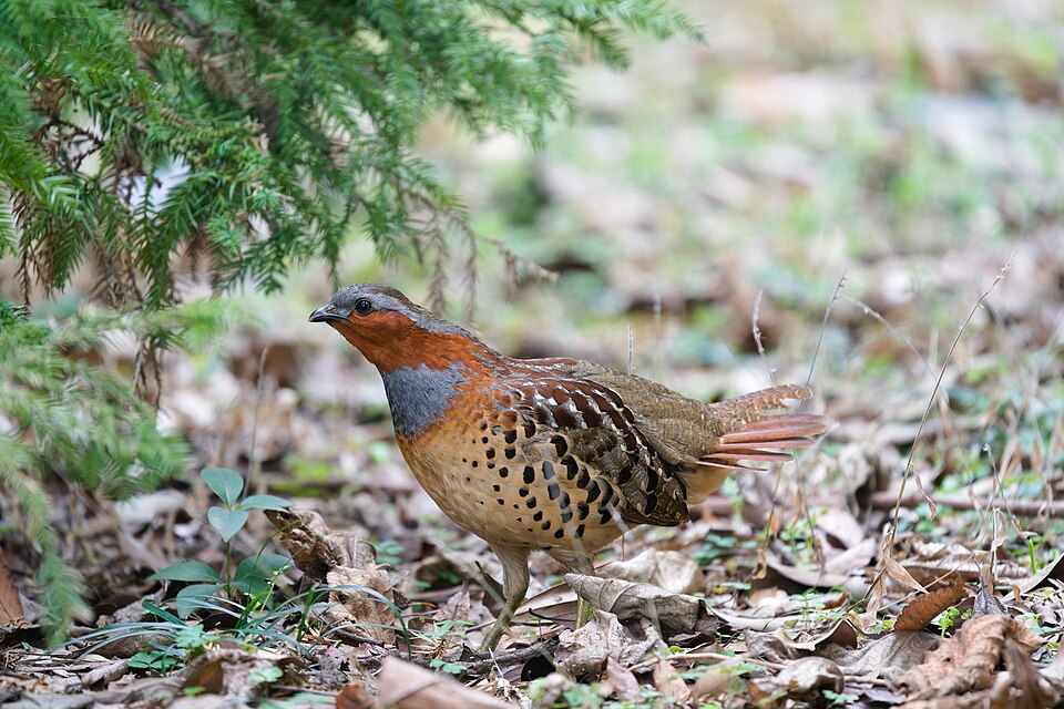Chinese Bamboo Partridge