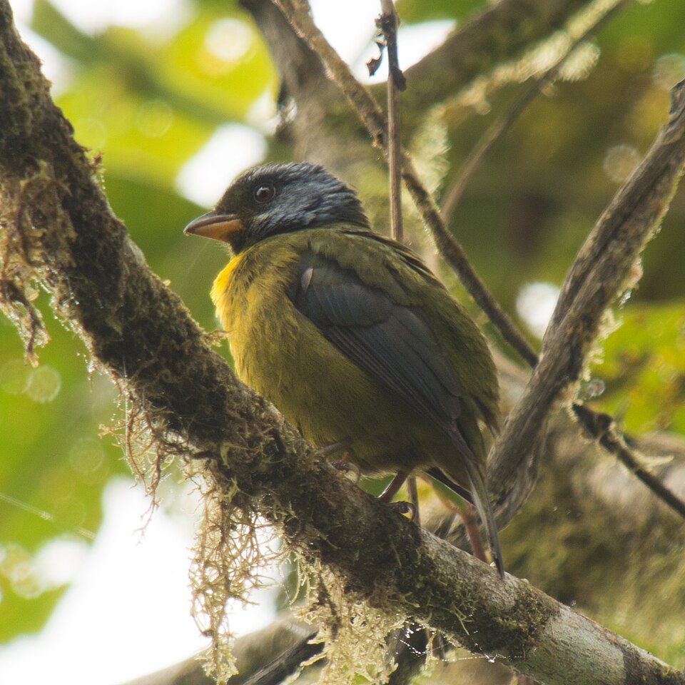 Moss-backed Tanager