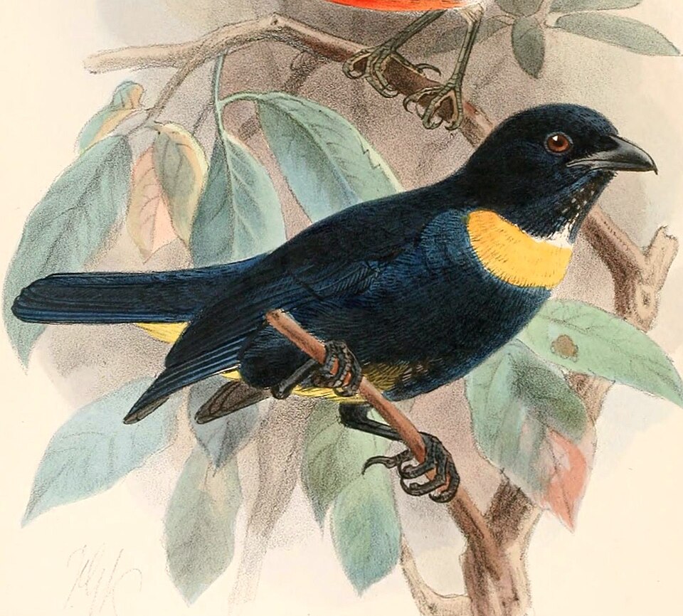 Golden-chested Tanager