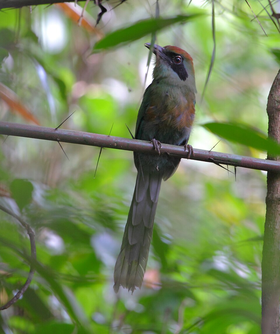 Rufous-capped Motmot