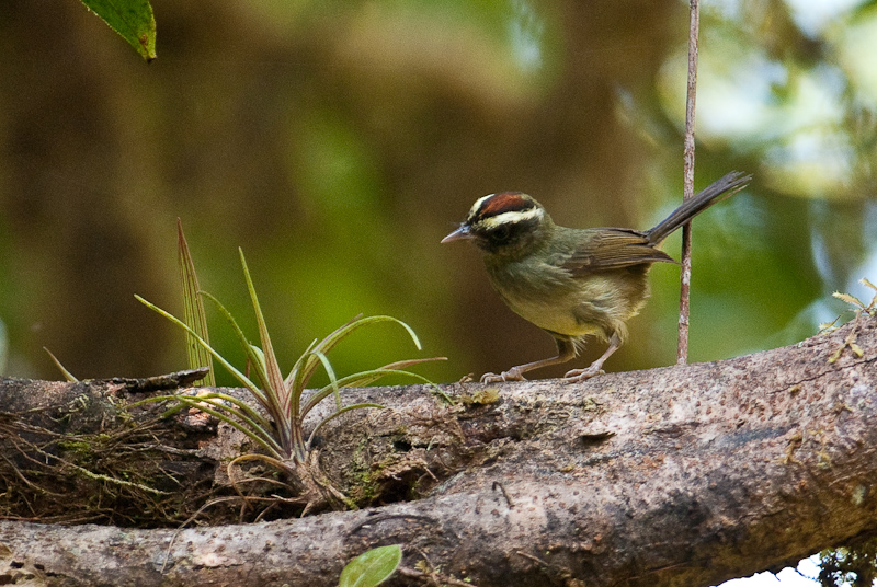 Pirre Warbler