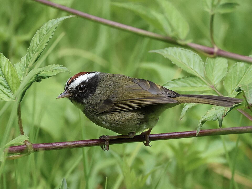 Black-cheeked Warbler