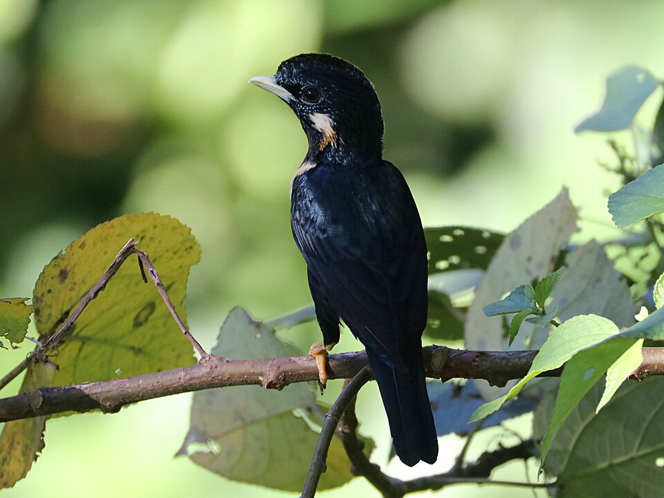 Sulawesi Myna