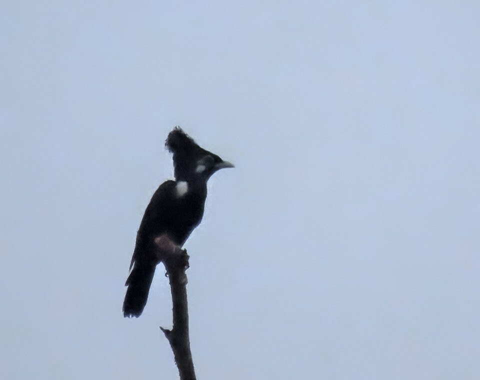 Long-crested Myna