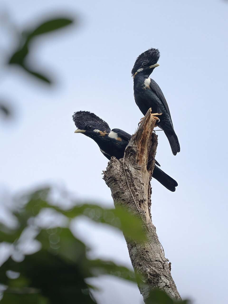 Helmeted Myna