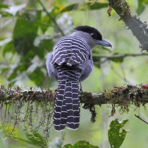 Giant Antshrike