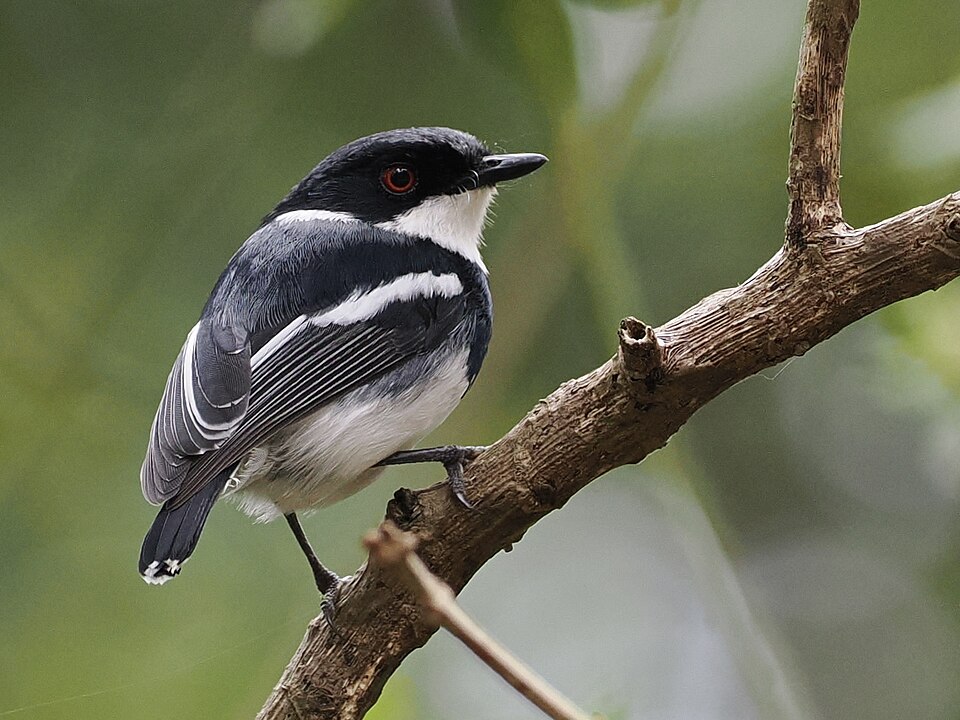 Dark Batis