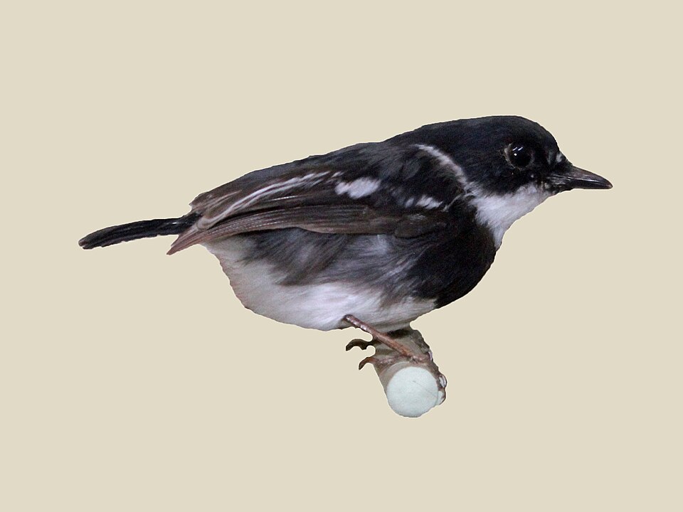 Rwenzori Batis
