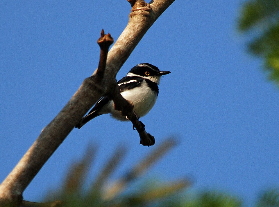Western Black-headed Batis