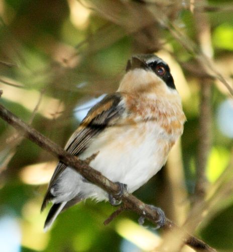 Woodward's Batis