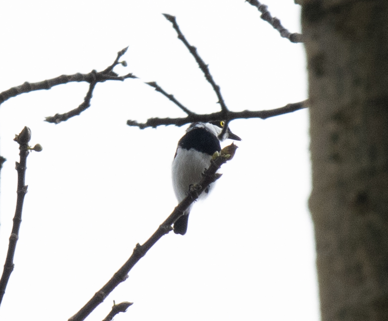 Ituri Batis