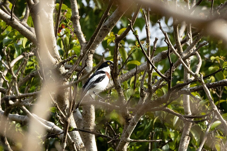 Eastern Black-headed Batis