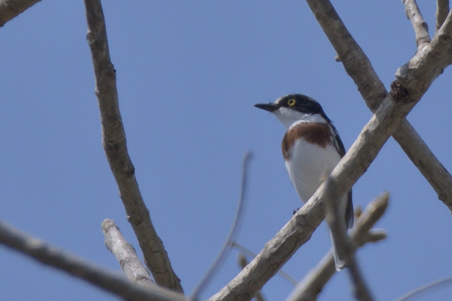 Angolan Batis